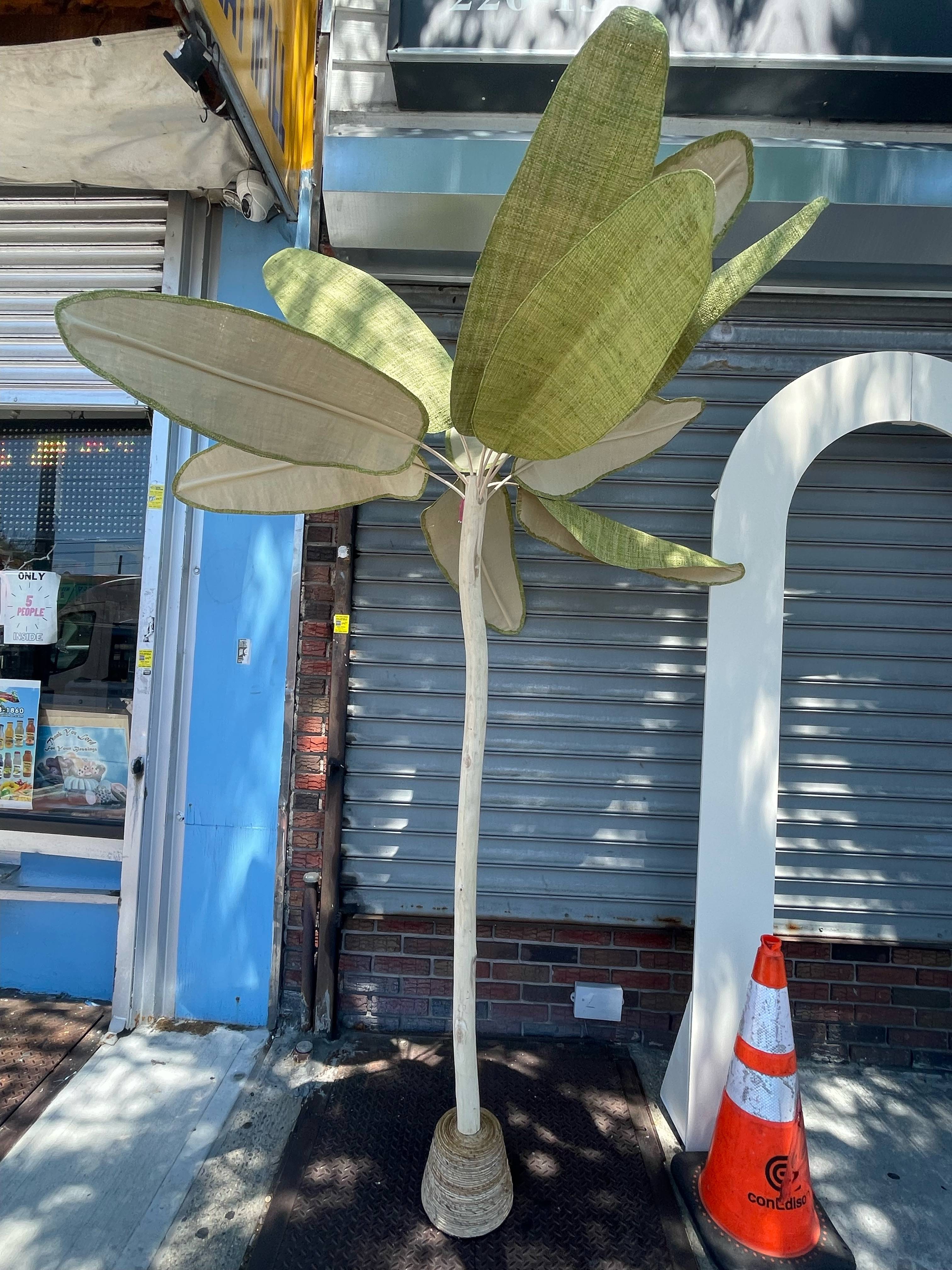 Decorative Palm Trees